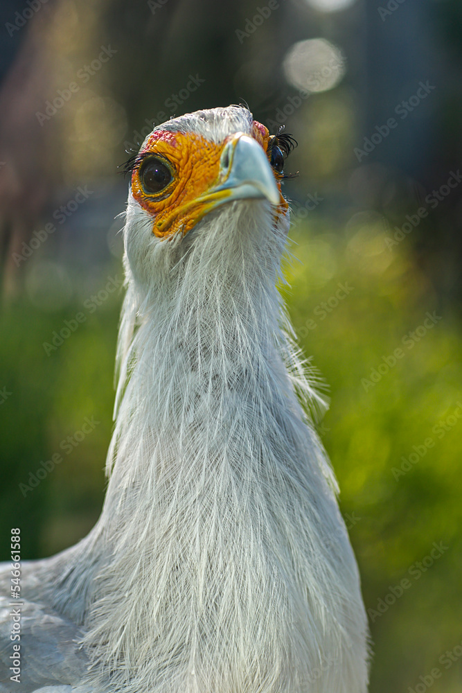 Beautiful secretary bird from Africa with large curved beak. Portrait