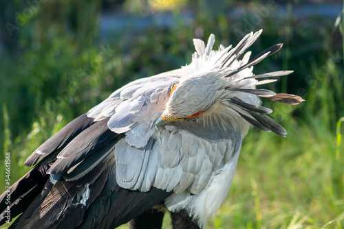Beautiful secretary bird from Africa with large curved beak. Portrait of the fascinating bird, a large predatory bird that mostly stays on the ground.