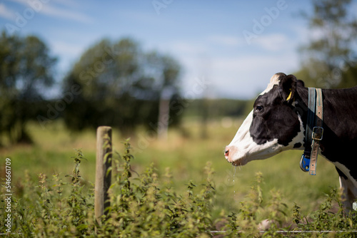 cow in the field photo