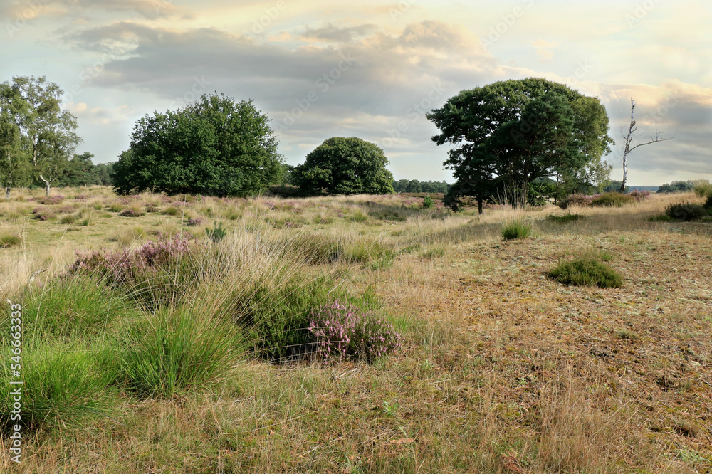 view in the cross border park the Zoom and Kalmthout heath in Belgium, the Netherlands view in the cross border park the Zoom and Kalmthout heath in Belgium, the Netherlands