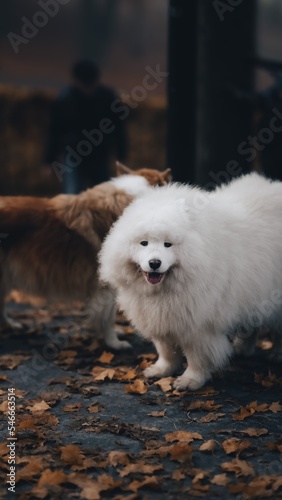 Dog standing in leaves 
