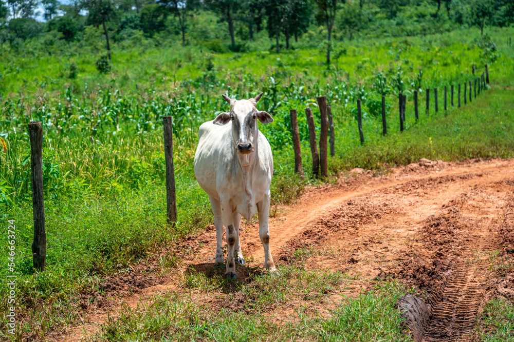 Indu-Brasil beef cattle in farm yard Indu-Brasil beef cattle in farm yard