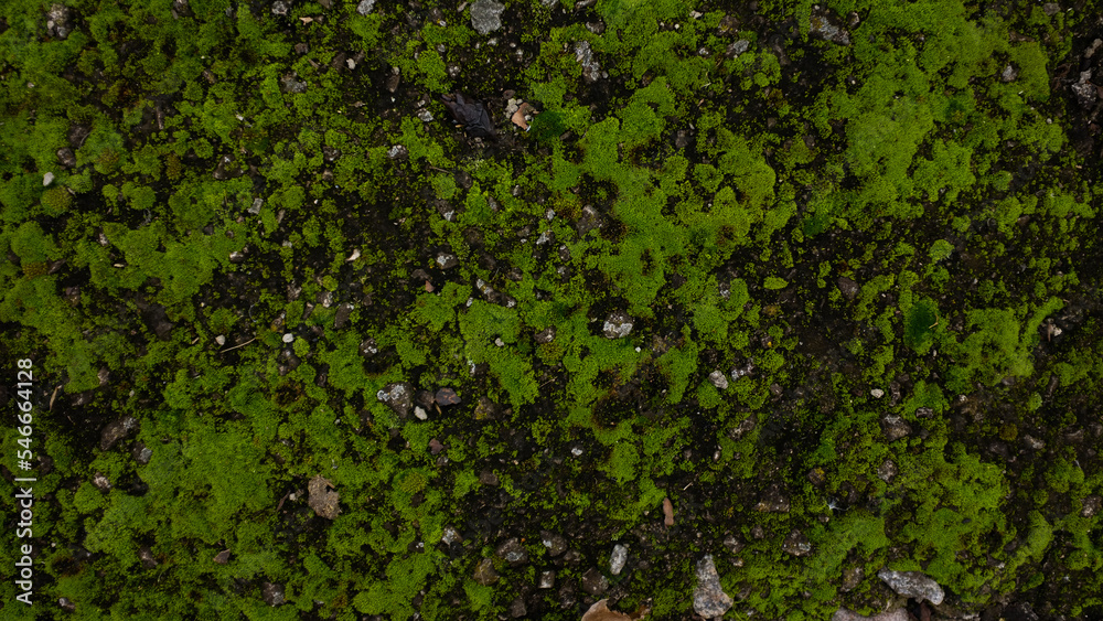 Surface covered with moss, green moss