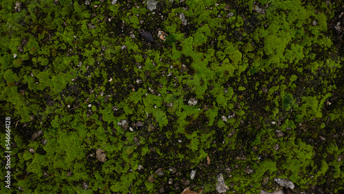 Surface covered with moss, green moss