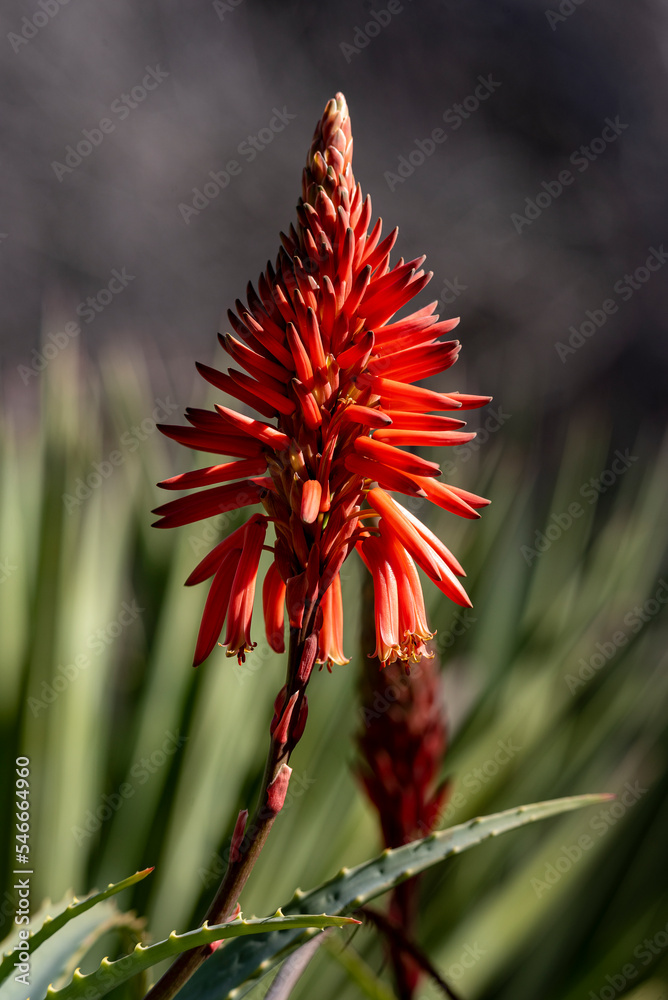 Aloe Vera plant with a red flower. Small depth of field. Out of focus background. Aloe Vera plant with a red flower. Small depth of field. Out of focus background.