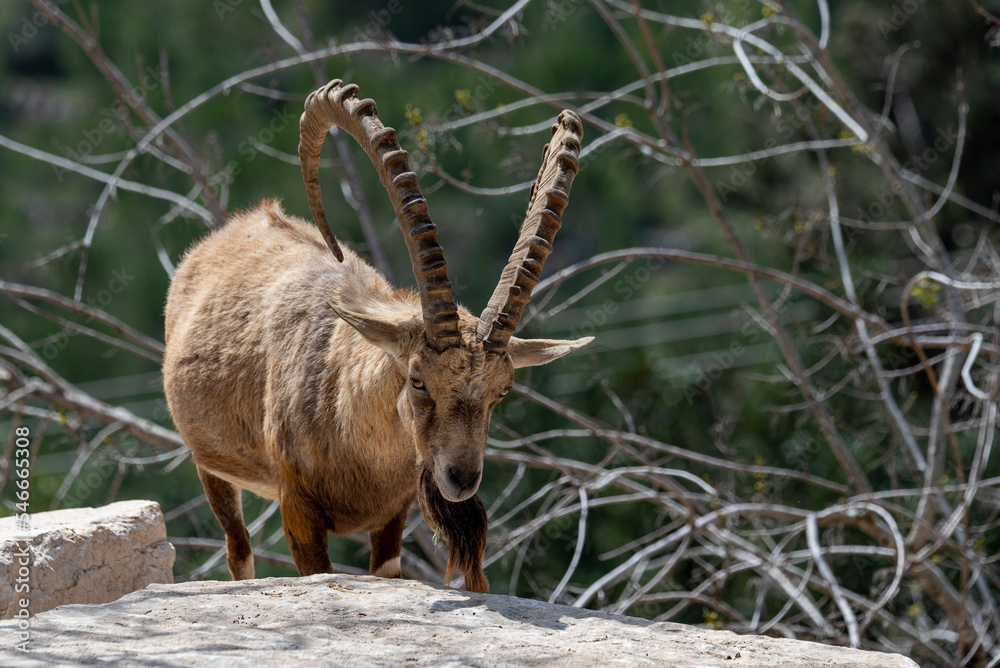 Israel, Negev, Outskirts of Kibbutz Sde Boker, Nubian Ibex (Capra ibex nubiana AKA Capra nubiana) close up of a large mature male.