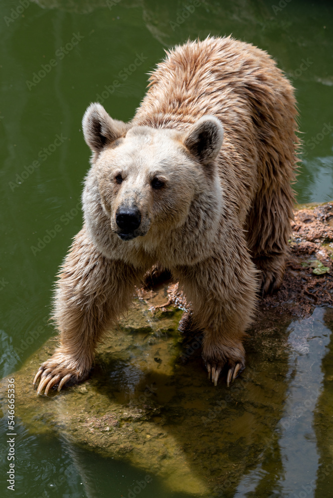 Fototapeta premium Syrian brown bear is walking on the stones. Summer day at the zoo.