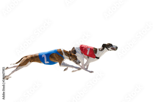 Papier peint 2 greyhound dogs racing on a white background