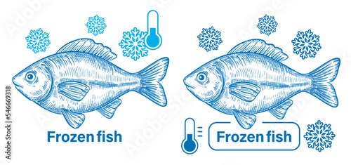 Fresh frozen fish, freezing seafood in ice, cold water carp in refrigerator sketch. Sea food. Cooling river animal meat product at frost temperature. Package label. Vintage engraving hand drawn vector