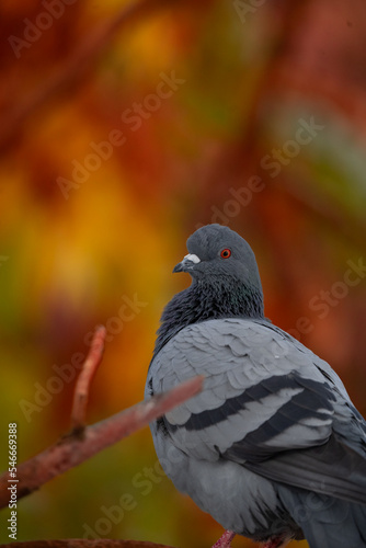 pigeon  photo