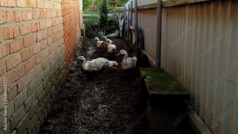 Geese sit in dirt eating food remains between wall and fence Geese sit in dirt eating food remains between wall and fence