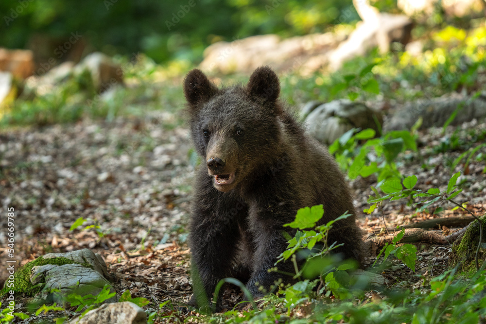 Brown bear is feeding in the forest. Bears in Slovenia nature. European wildlife. Brown bear is feeding in the forest. Bears in Slovenia nature. European wildlife.