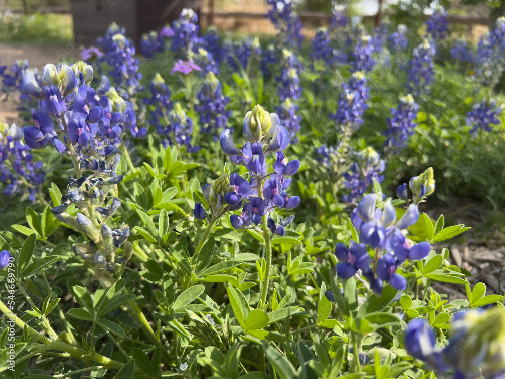 Naklejka premium Hardberger Park