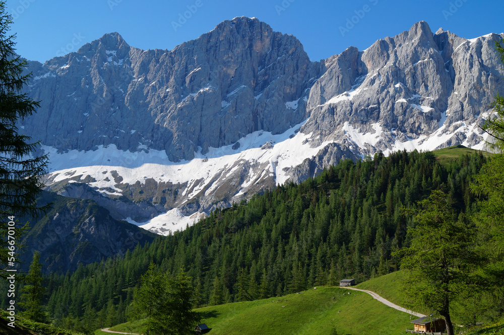 a hiking trail leading through the scenic lush green alpine landscape with fir trees and snowy Alps of the Dachstein-Schladming region in Austria (Schladming, Steiermark or Styria)