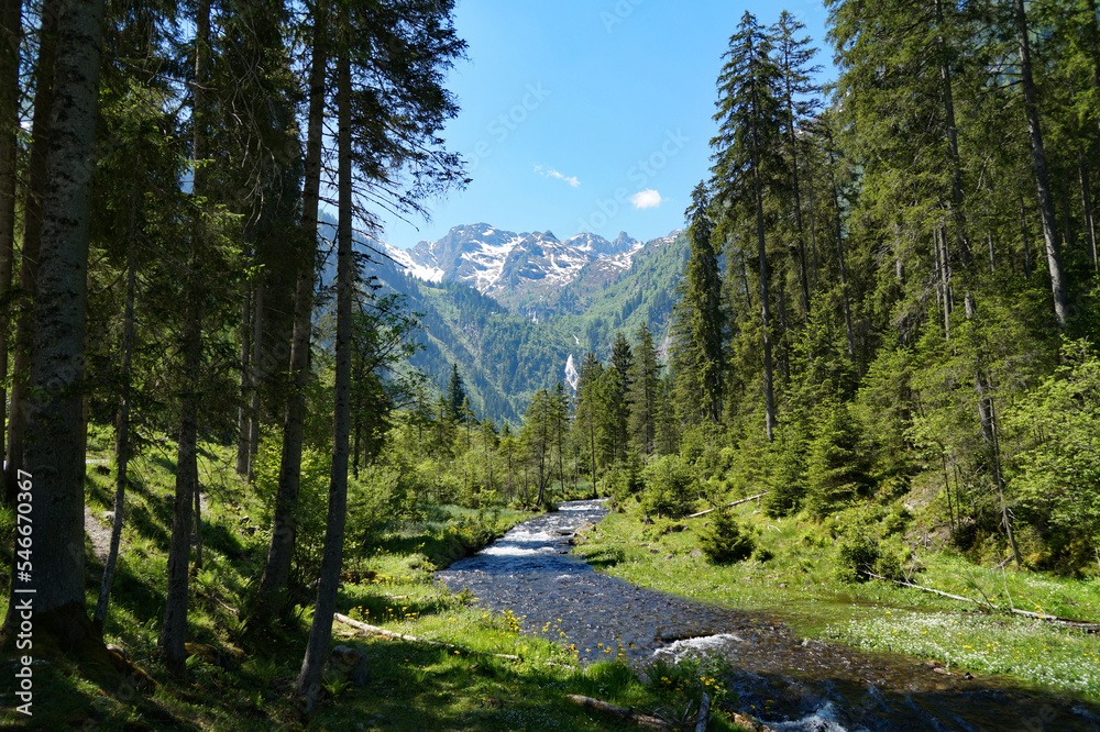 a beautiful alpine landscape with an alpine creek, lush green forest and the Austrian Alps of the Schladming-Dachstein region in Austria