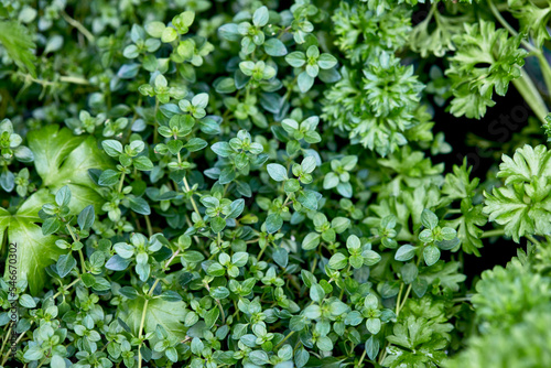 Lemon Thyme growing with Parsley