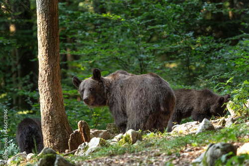 Brown bear is feeding in the forest. Bears in Slovenia nature. European wildlife.  © prochym