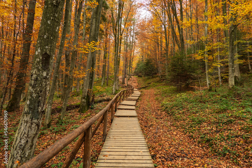 Views on the path to Tarnica - the highest mountain in Bieszczady on the polish territory. Forest on the Mount Tarnica, near Wlosate village in Bieszczady National Park, Subcarpathian Voivodeship of P