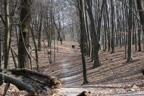 A walkway in a Spring forest at Holosiivskyi National Nature Park, Kyiv, Ukraine photo