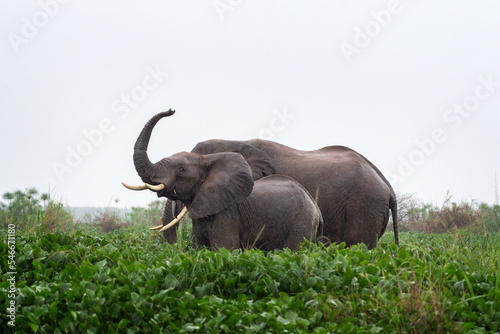 African Elephants in the Murchison Falls National Park. Elephants in the Victoria Nile delta.African safari. 