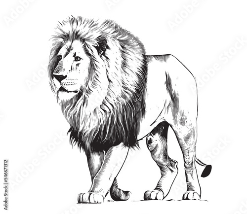 
Lion standing portrait sketch hand drawn engraving style Vector illustration