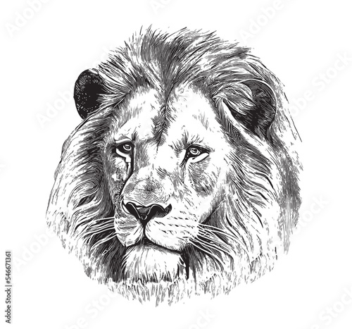Fototapeta Naklejka Na Ścianę i Meble -  Lion portrait sketch hand drawn engraving style Vector illustration.