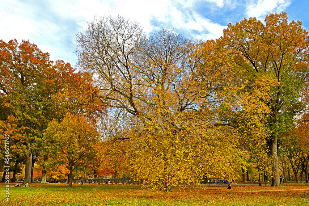 Picturesque golden autumn in New York City Central Park. Beautiful landscape