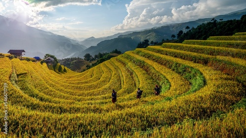 Ripe rice terrace fields in Mung Cang Chai, Yen Bai province, Vietnam photo