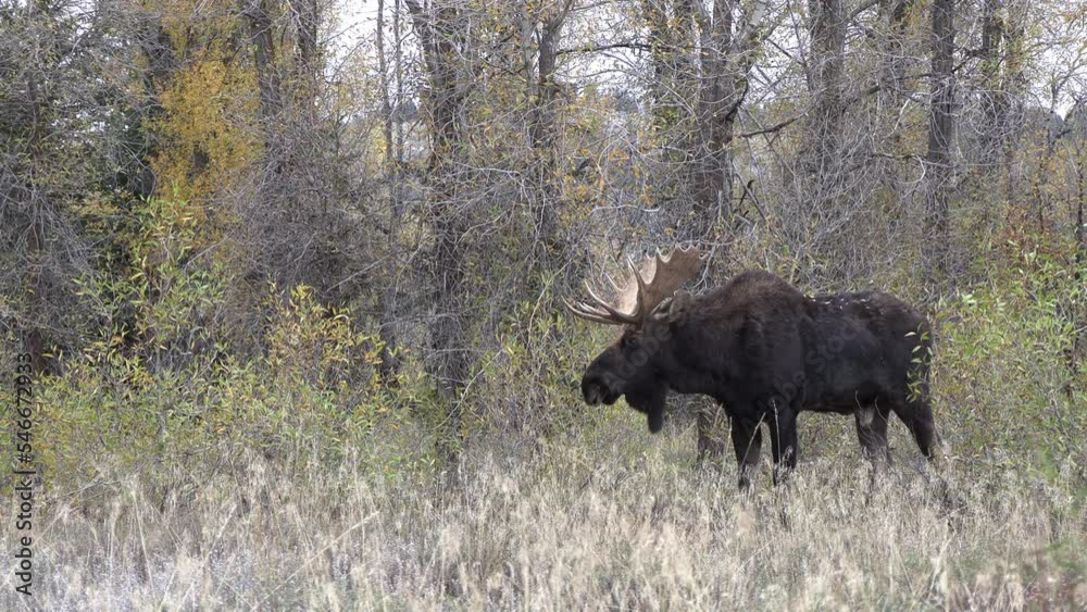 Bull Shiras Moose During the Rut in Autumn in Wyoming Bull Shiras Moose During the Rut in Autumn in Wyoming