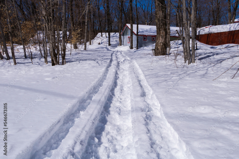 Snowmobile Path in the Spring