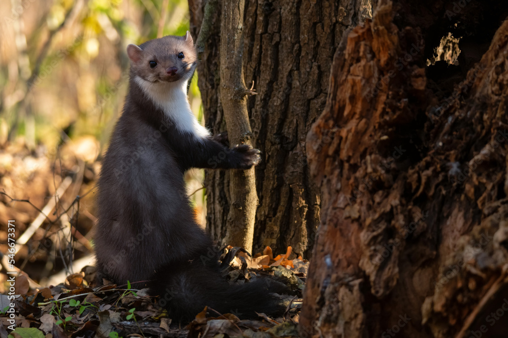 Obraz premium Beech marten or Martes foina also known as stone marten or white-breasted marten