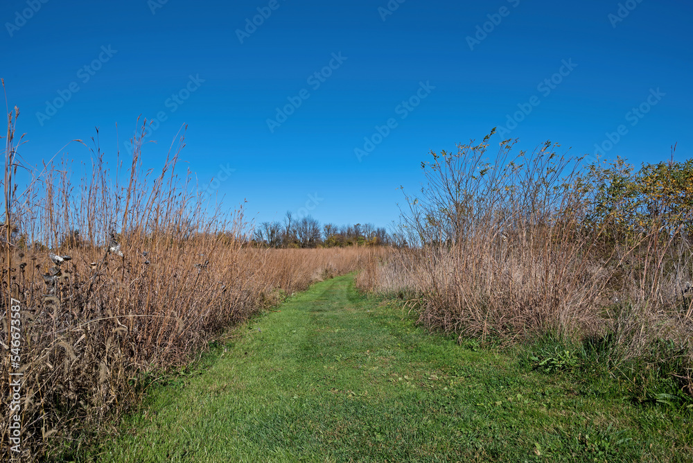 Grassland trail thru a meadow of big bluestem, milkweed and other native perennial plants and grasses on an autumn day.
