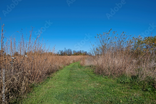 Grassland trail thru a meadow of big bluestem, milkweed and other native perennial plants and grasses on an autumn day. photo
