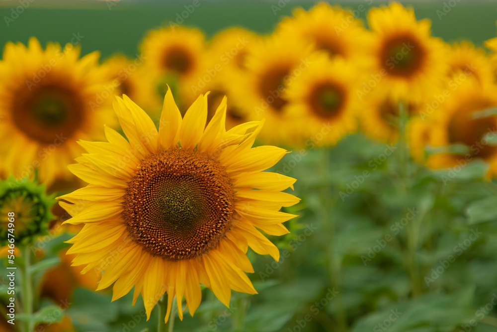 sunflower in the field