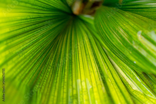 Green foliage with pattern and blur