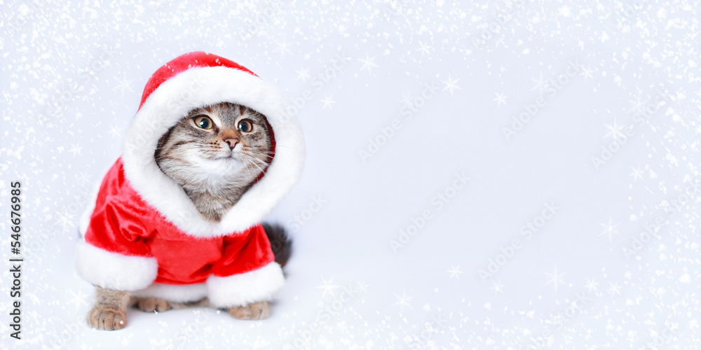 Cat in Santa costume. Christmas Cat card. Kitten on the white background. Concept of adorable little pets. Kitten Santa Claus. Merry Christmas. Happy New Year. Winter. Copy space. Place for text. 2023