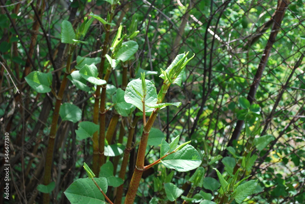stems and leaves of plants of the genus Reynoutria stems and leaves of plants of the genus Reynoutria