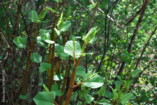 stems and leaves of plants of the genus Reynoutria