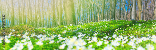 Spring landscape, banner, panorama - view of the anemone nemorosa with selective focus in the spring forest in the rays of the sun. Horizontal background with copy space for text