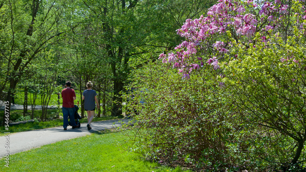 Family walking in the park in springtime with blooming magnolia Family walking in the park in springtime with blooming magnolia
