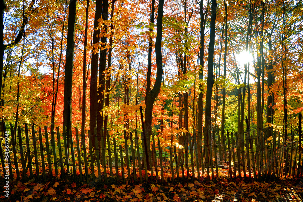 Obraz premium Sunlight through the autumn leaves colour with lens flare