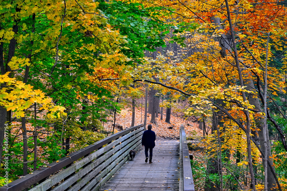 A man walking across the bridge in autumn with a dog A man walking across the bridge in autumn with a dog