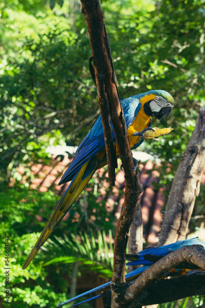 Obraz premium Macaw