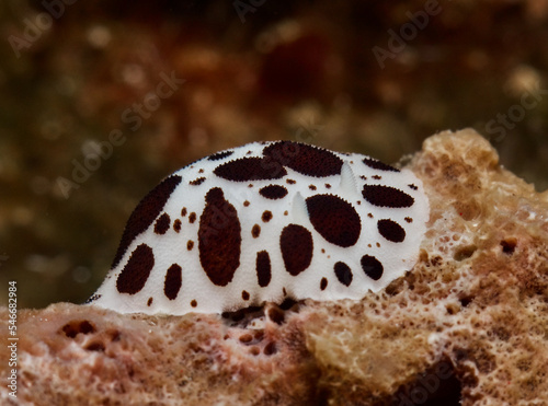 Cow nudibranch -Peltodoris atromaculata from Cyprus  photo