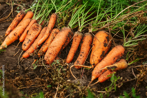 Row of fresh carrots with green leafs photo