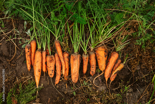 Bunch of fresh carrots on groud photo