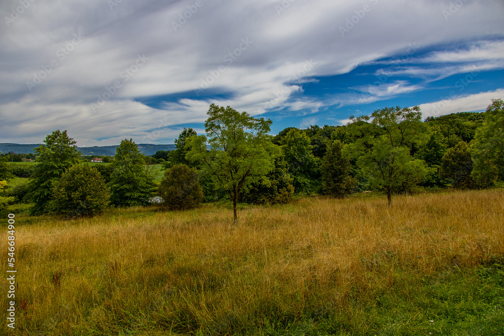 summer landscape with green trees, meadow, fields and sky with white clouds
