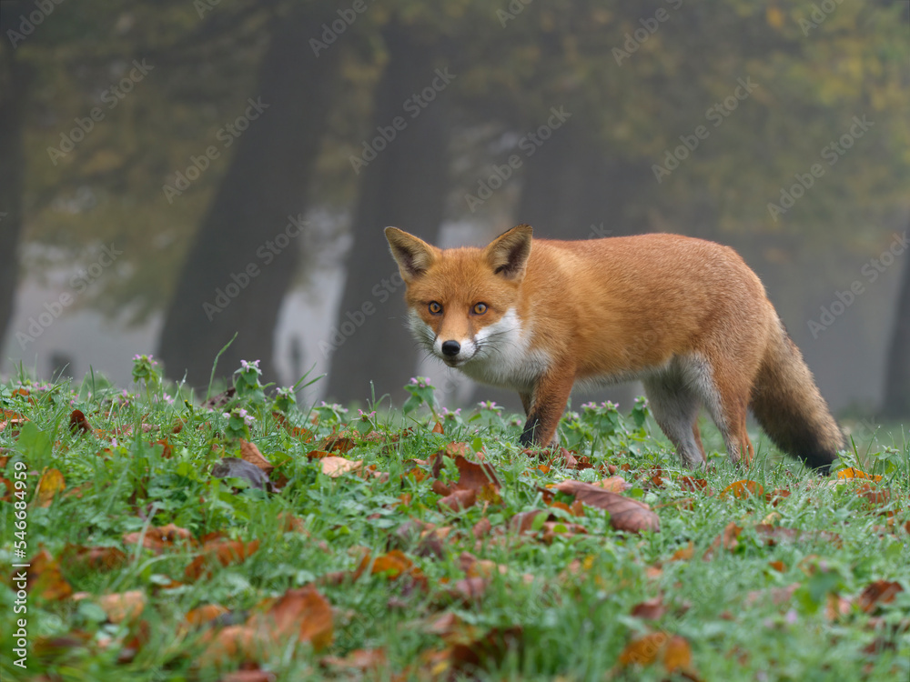 Red fox,  Vulpes vulpes,