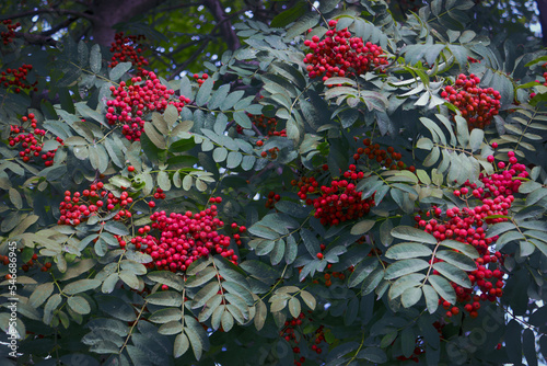 Beautiful view of the red rowan berries growing on the branches of a tree with green leaves.