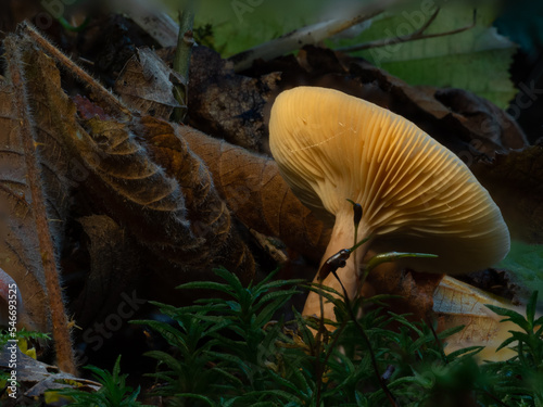 Rufous Milkcap - Lactarius rufus